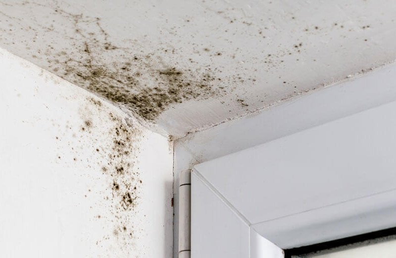 preventing mould in properties